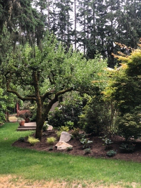 Mature woodland garden with specimen trees and layered planting