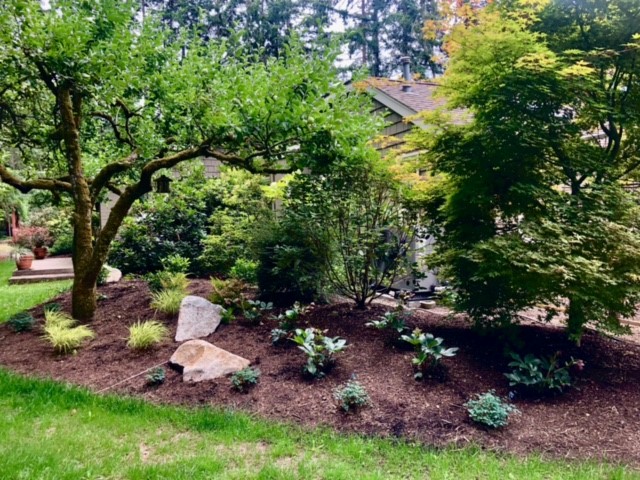 New understory planting arranged around a mature orchard tree