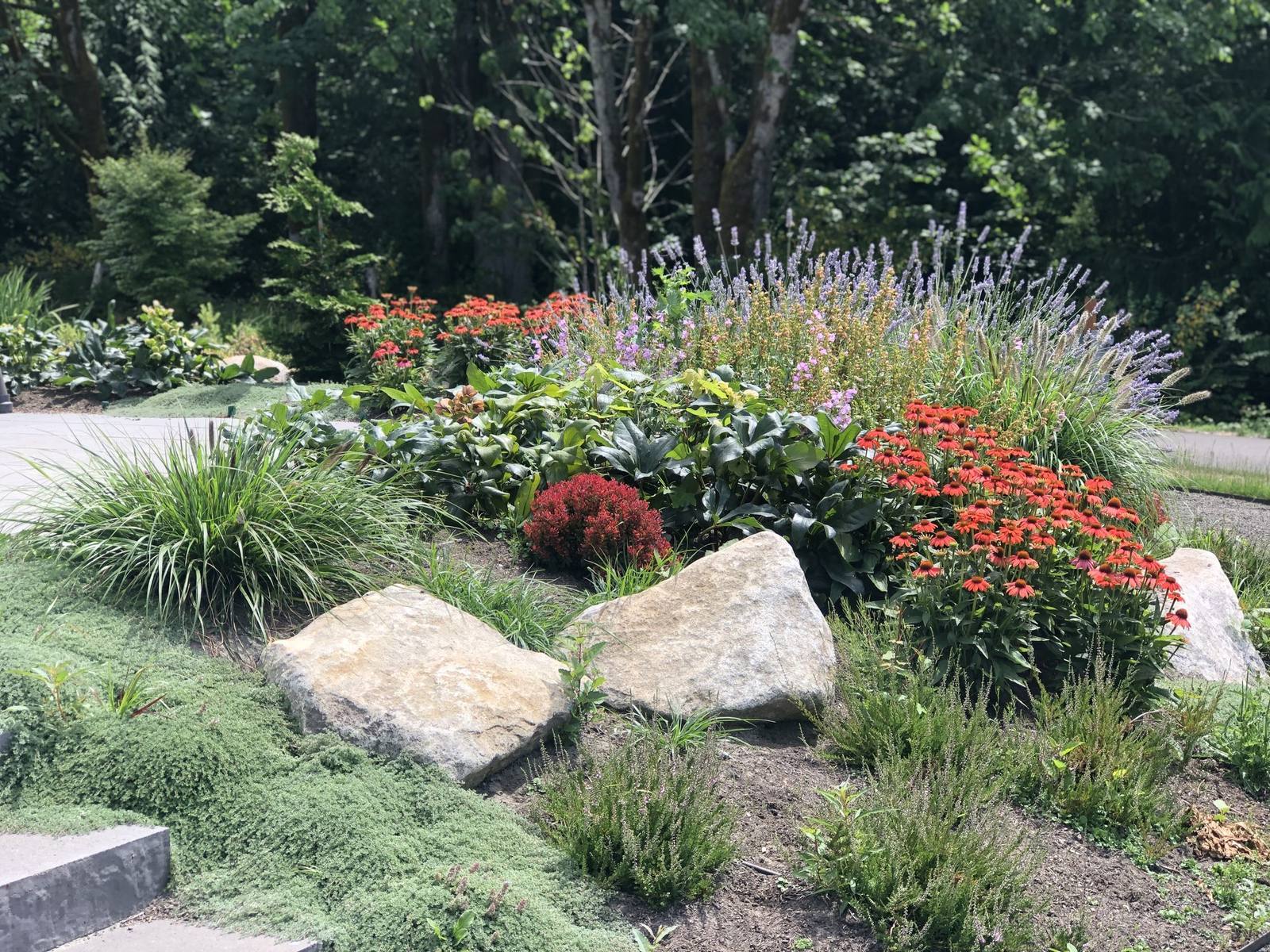 Coneflowers, lavender, grasses, and boulders in a layered planting