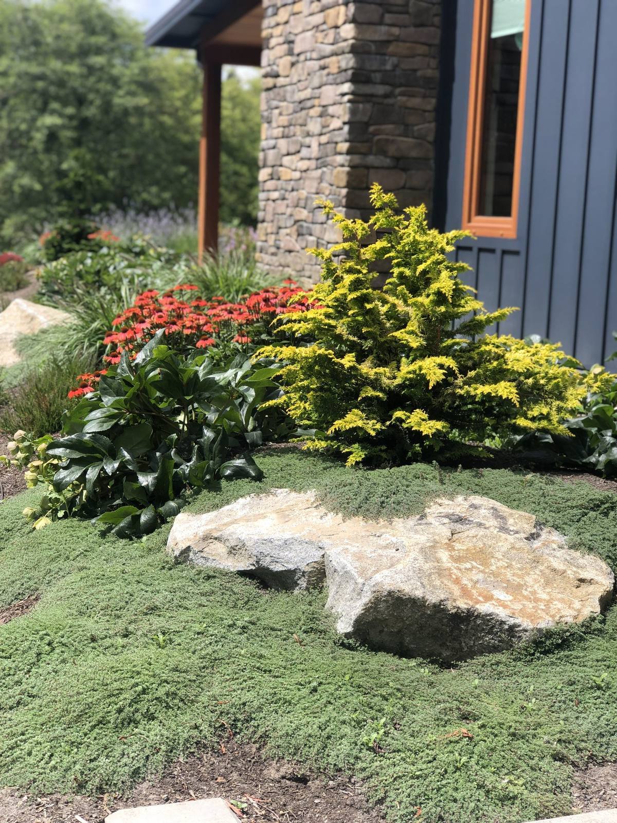 Golden conifer, coneflowers, and stone amid soft groundcover