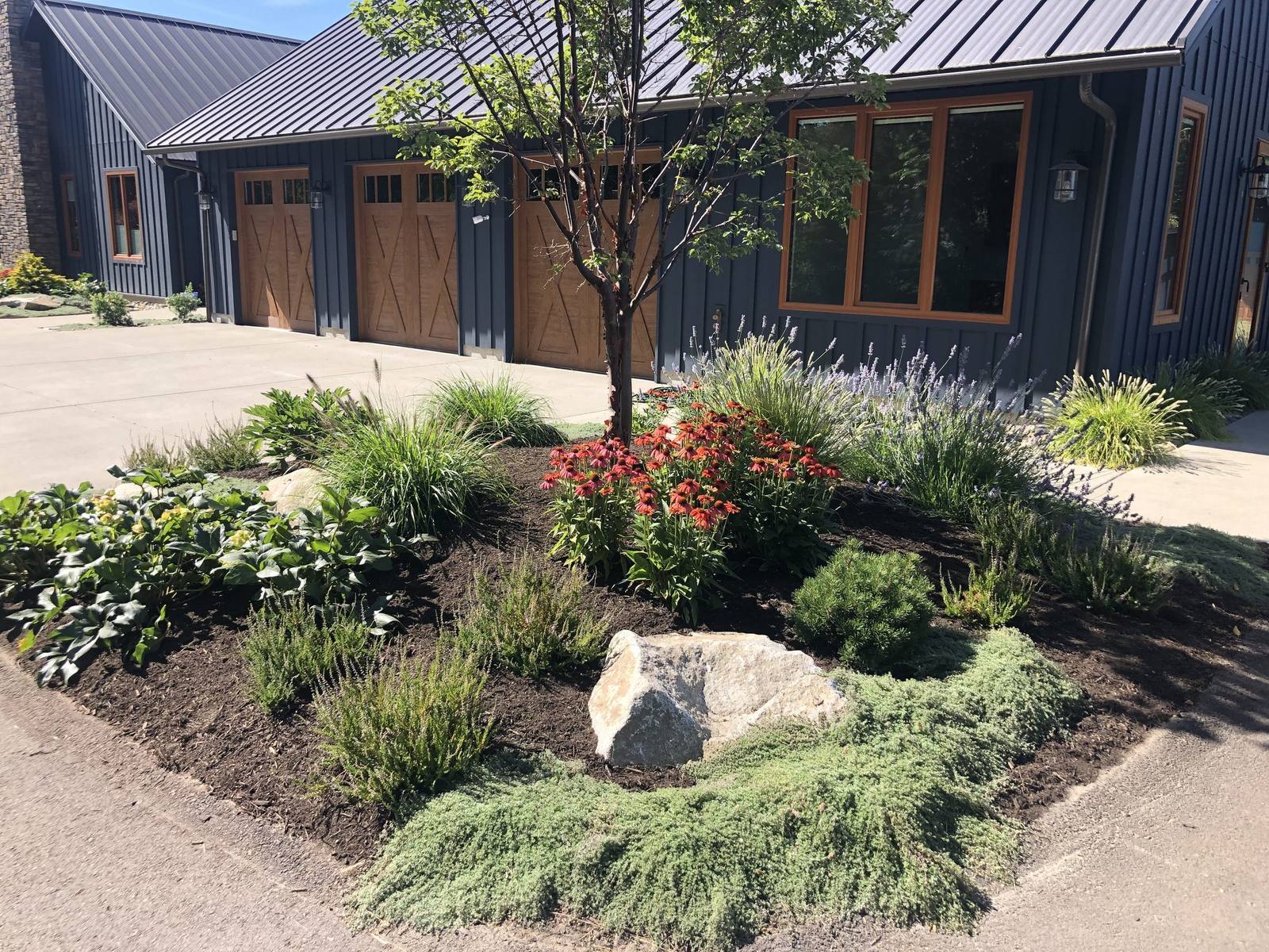 Garage garden with coneflowers, lavender, and sculptural boulders