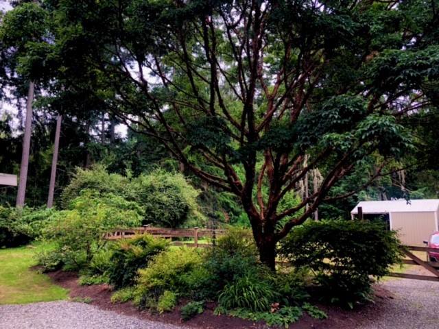 Mature shade tree anchoring a woodland garden