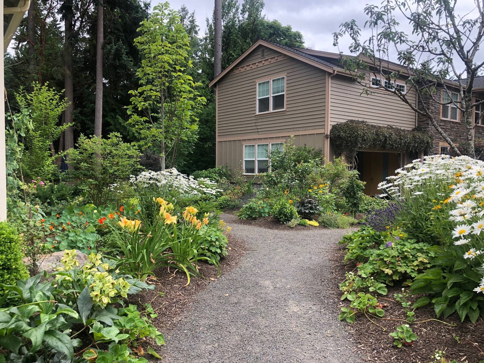 Gravel path framed by daisies and flowering perennials
