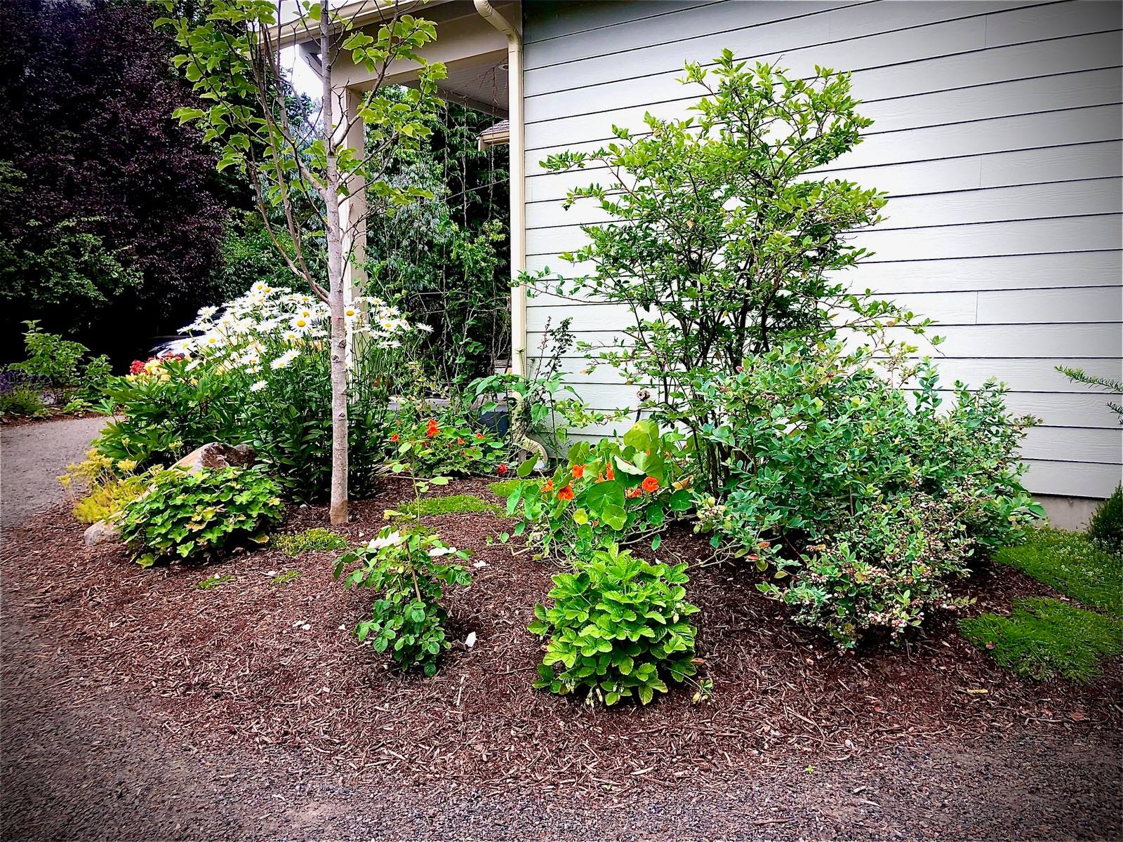 Daisies and edible planting beside a home