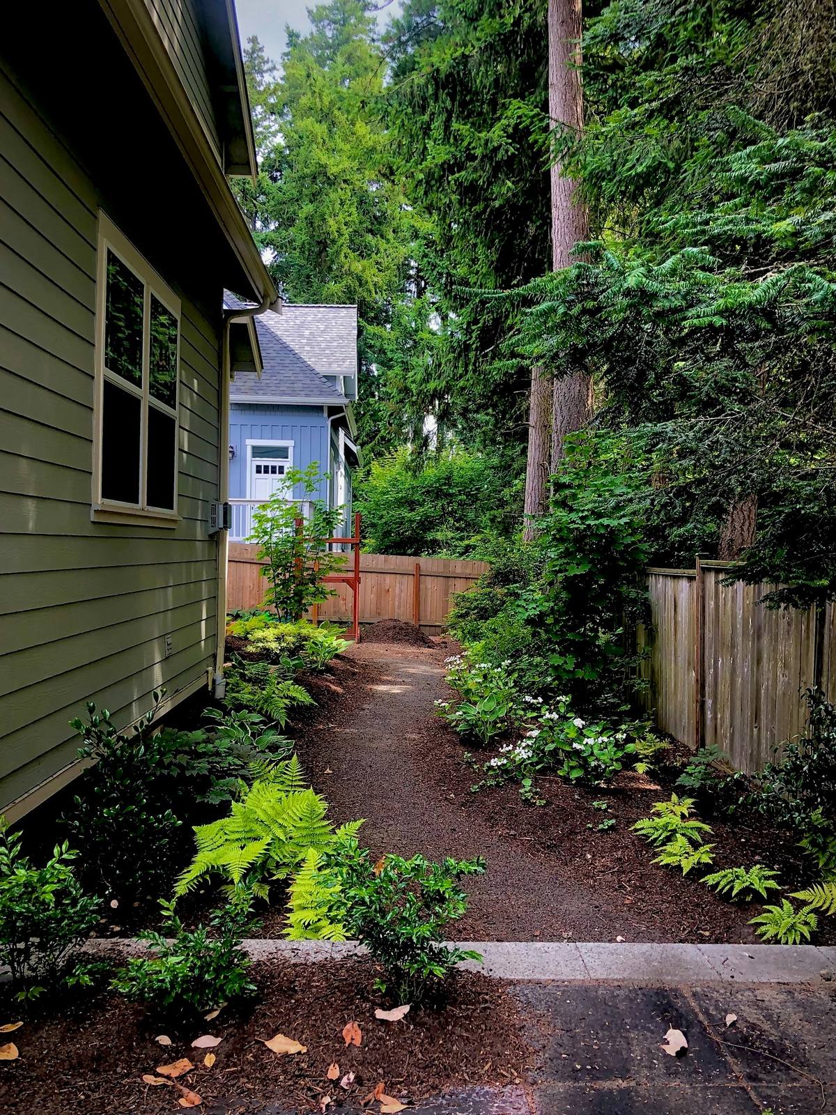 Fern-lined side garden beneath towering evergreens